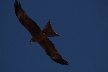 Aigle rapace en plein vol