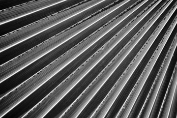 Lines and textures of palm leaves - monochrome