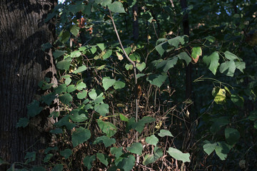 Fototapeta na wymiar Linden tilia tree leaves branch green 