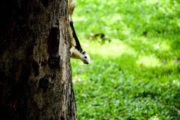 cute squirrel at wood in the nature