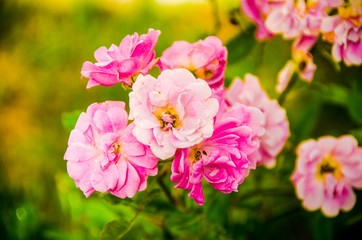 pink flowers in the garden