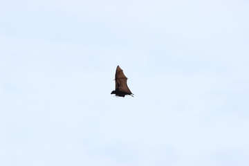 chauve-souris géante Australie milieux naturel