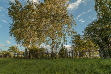 Birches on a hill lit by the sun on a summer evening