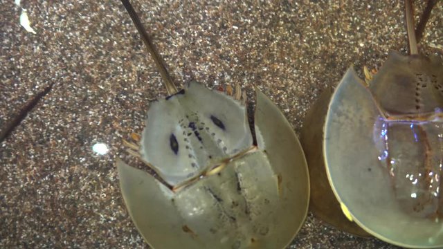 Horseshoe Crab (Limulidae), A man lift up the horseshoe crab on display.