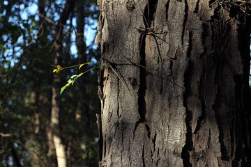 Black locust tree robinia pseudoacacia bark with spikes