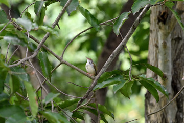 Common tailorbird