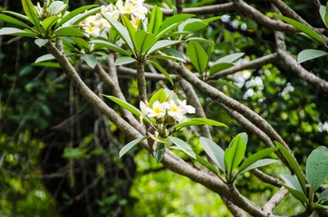 green plant in the garden