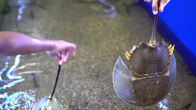 Horseshoe Crab (Limulidae), A man lift up the horseshoe crab on display.