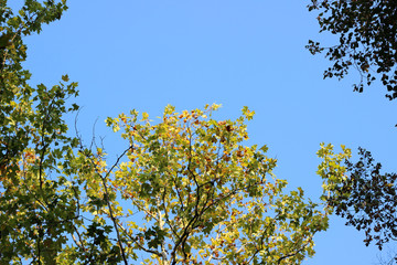 Plane platanus tree crown green yellow leaves autumn fall