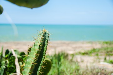 cactus on the beach