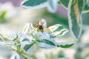 wasp close up sits on a flower, natural background