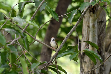 Common tailorbird