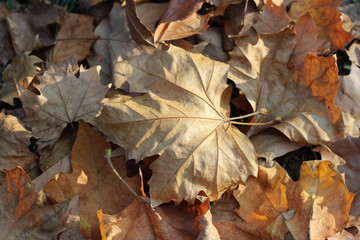 Plane platanus fallen dry yellow leaves autumn fall sunlit park forest woods on ground
