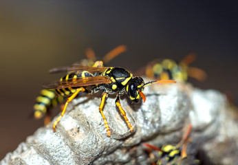 Wasps build a nest. Wasp family sitting on a nest