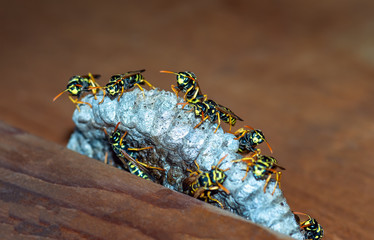 Wasps build a nest. Wasp family sitting on a nest