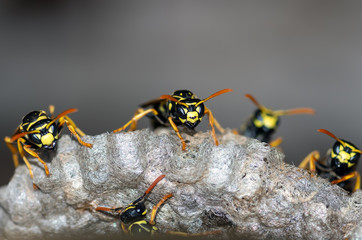 Naklejka na ściany i meble Wasps build a nest. Wasp family sitting on a nest
