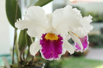 Obraz premium Orquídeas