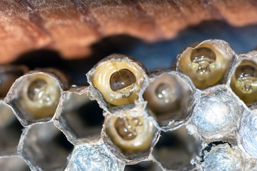 Fototapeta na wymiar wasp nest with larvae, honeycomb wasp, closeup