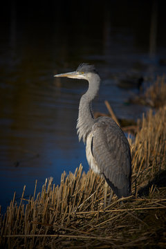 European grey heron at the riverbank
