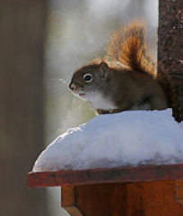 écureuil en hiver