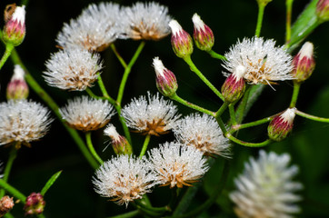 dew drop on flower grass