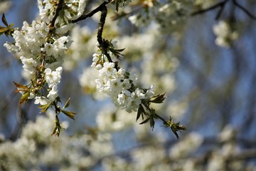 blooming cherry tree in spring