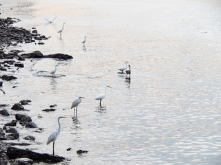 birds at riverside