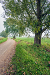 Rural landscape in a Dutch polder with tall willow trees next to a curved country road in early...