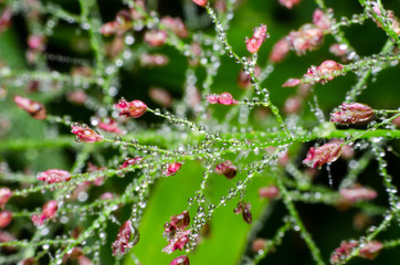 dew drop on flower grass