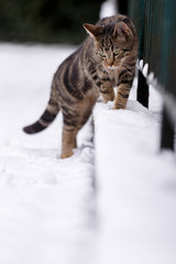 Katze im Schnee