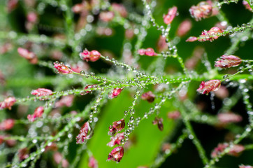 dew drop on flower grass