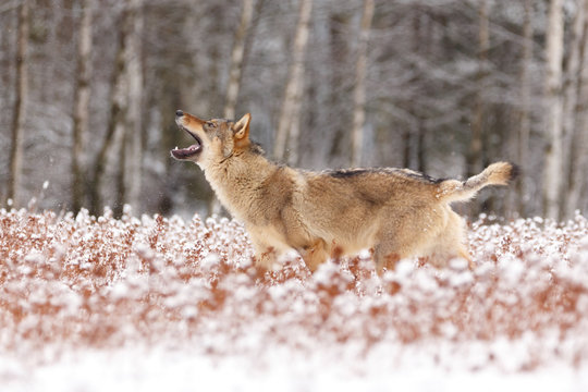 Wolf im Winter