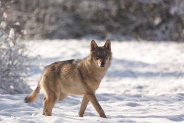 Wolf im Winter