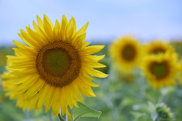 Sunflower focused in field of sunflowers