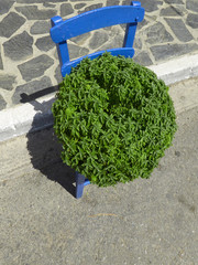 Blue Painted Wooden Chair With A Lush Greek Basil Flowerpot Decoration Sitting On Top Of It On A Sunny Summer Day.