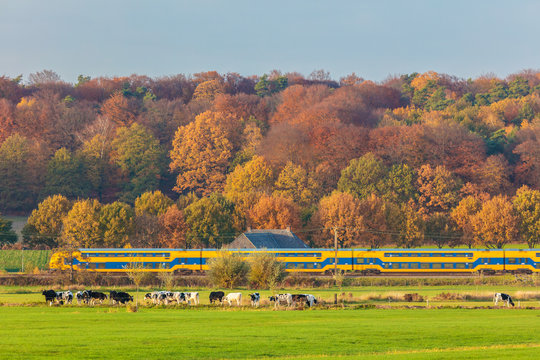 Autumn view of Dutch national park The Veluwezoom with a train passing by