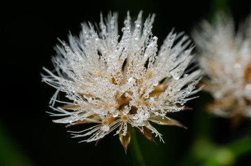 dew drop on flower grass