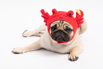 Cute dog pug breed wearing crab hat costume,Isolated on white background