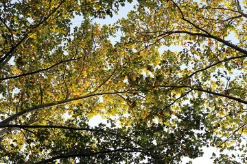 Plane platanus tree crown green yellow leaves autumn