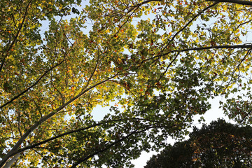 Plane platanus tree crown green yellow leaves autumn