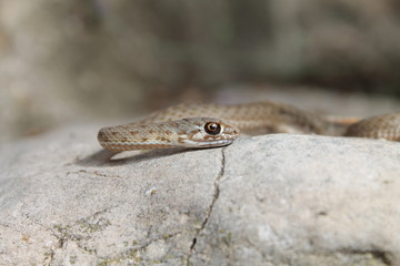SERPIENTE
