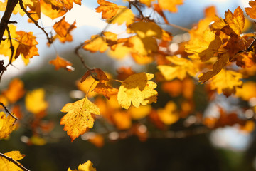 Glowing yellow autumn leaves on dark background
