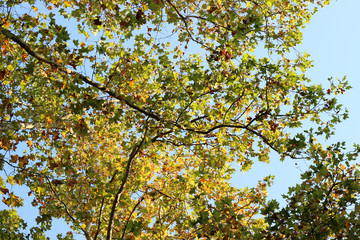 Plane platanus tree crown green yellow leaves autumn