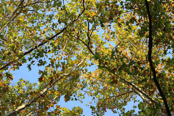 Fototapeta premium Plane platanus tree crown green yellow leaves autumn