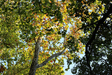 Fototapeta na wymiar Plane platanus tree crown green yellow leaves autumn