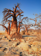 Baobab - Afrikanischer Affenbrotbaum	