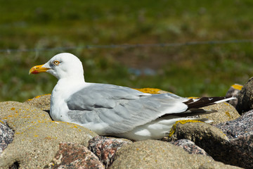 Seevögel Nordfriesisches Wattenmeer