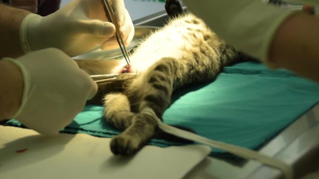 Как выглядят яички кастрированного кота Castration Video Footage - Browse 970 HD Stock Video and Footage Adobe Stock