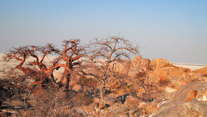 Baobab - Afrikanischer Affenbrotbaum	