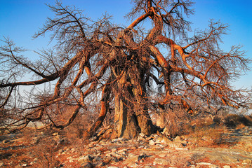Baobab - Afrikanischer Affenbrotbaum	